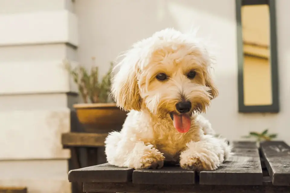 Dog yawning at home
