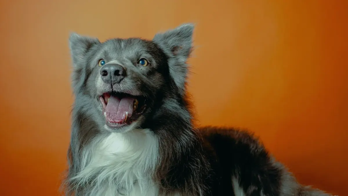 Dog yawning at home