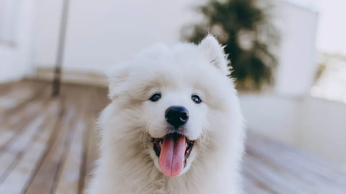 Dog yawning at home