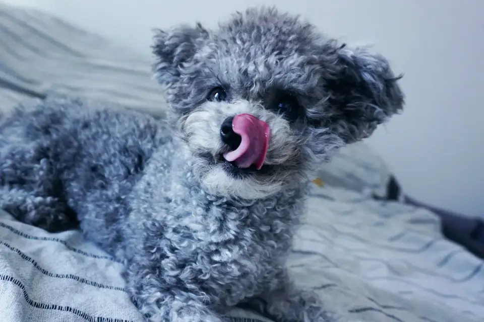 Dog yawning at home