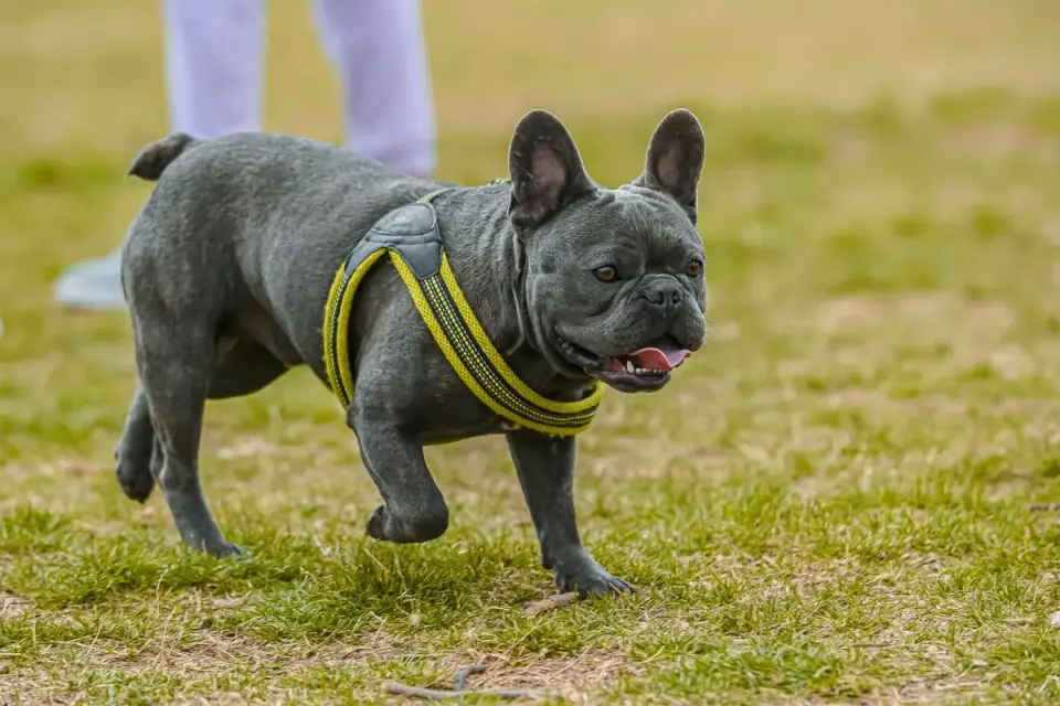 French Bulldog panting heavily while resting in shade after exercise