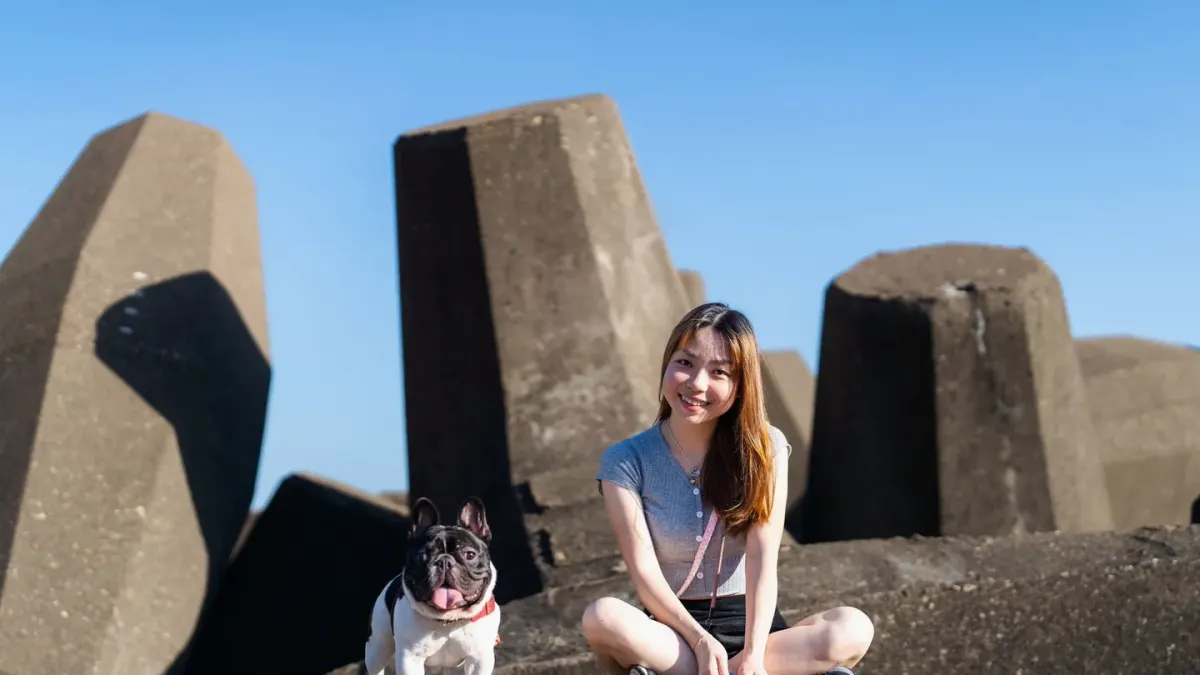 French bulldog portrait