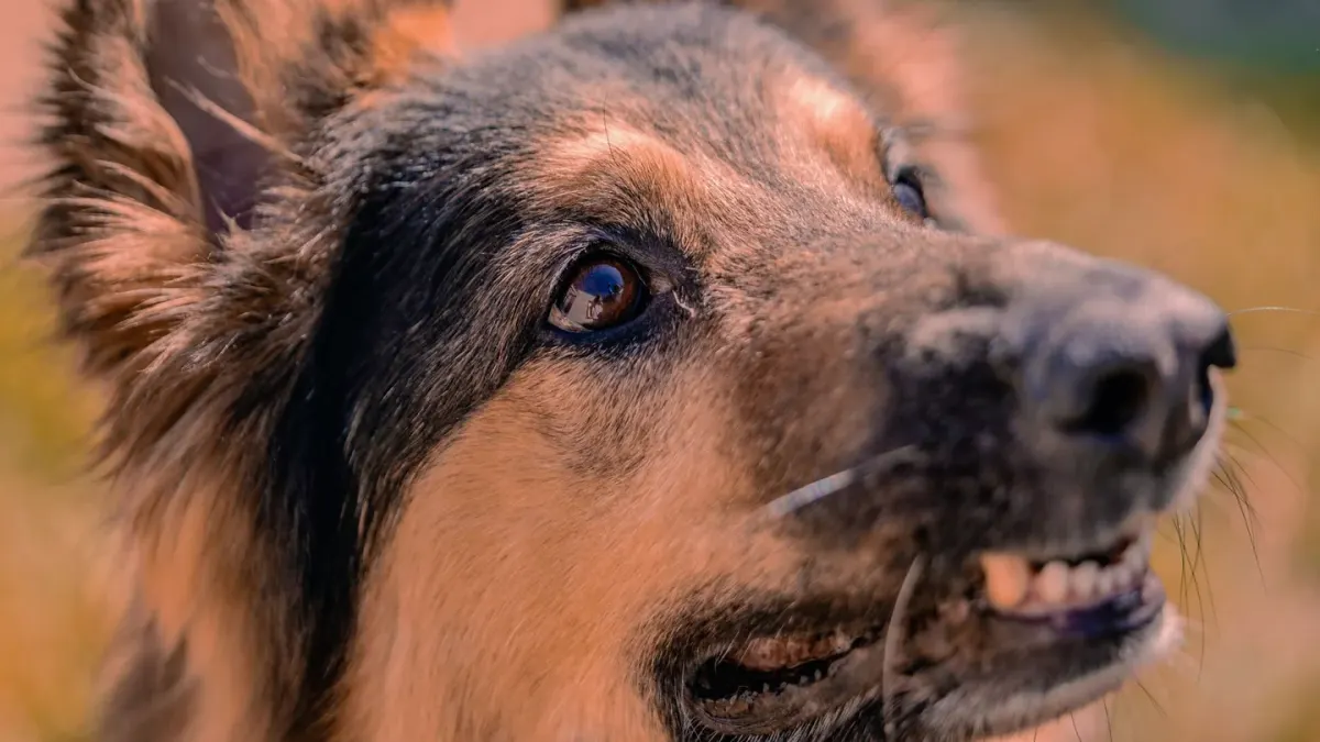 German shepherd outdoors