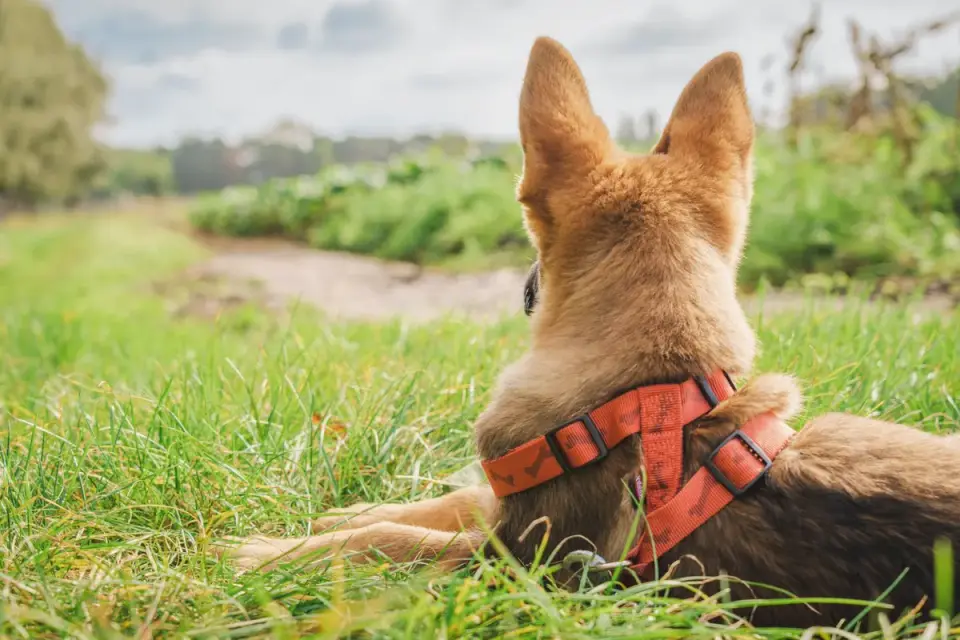 German shepherd outdoors