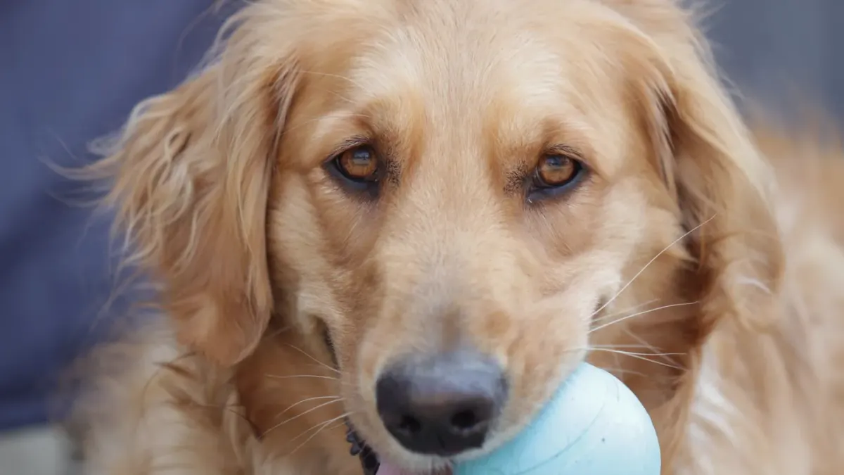 Golden retriever portrait