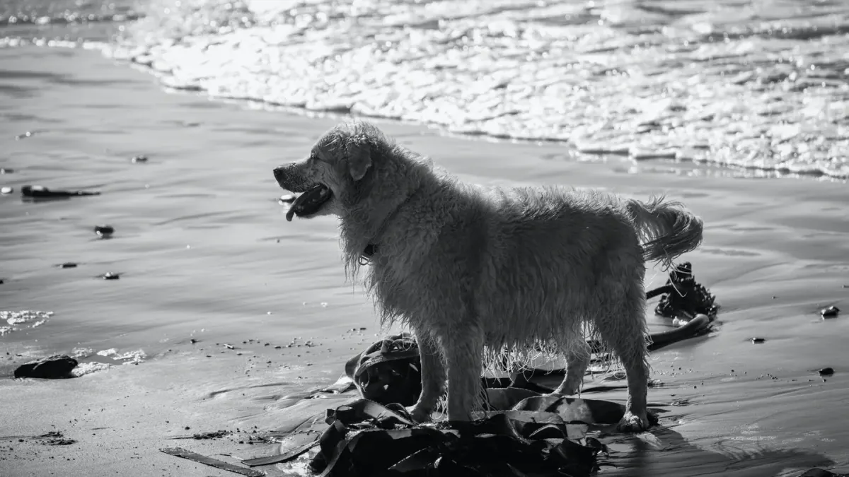 Golden retriever portrait