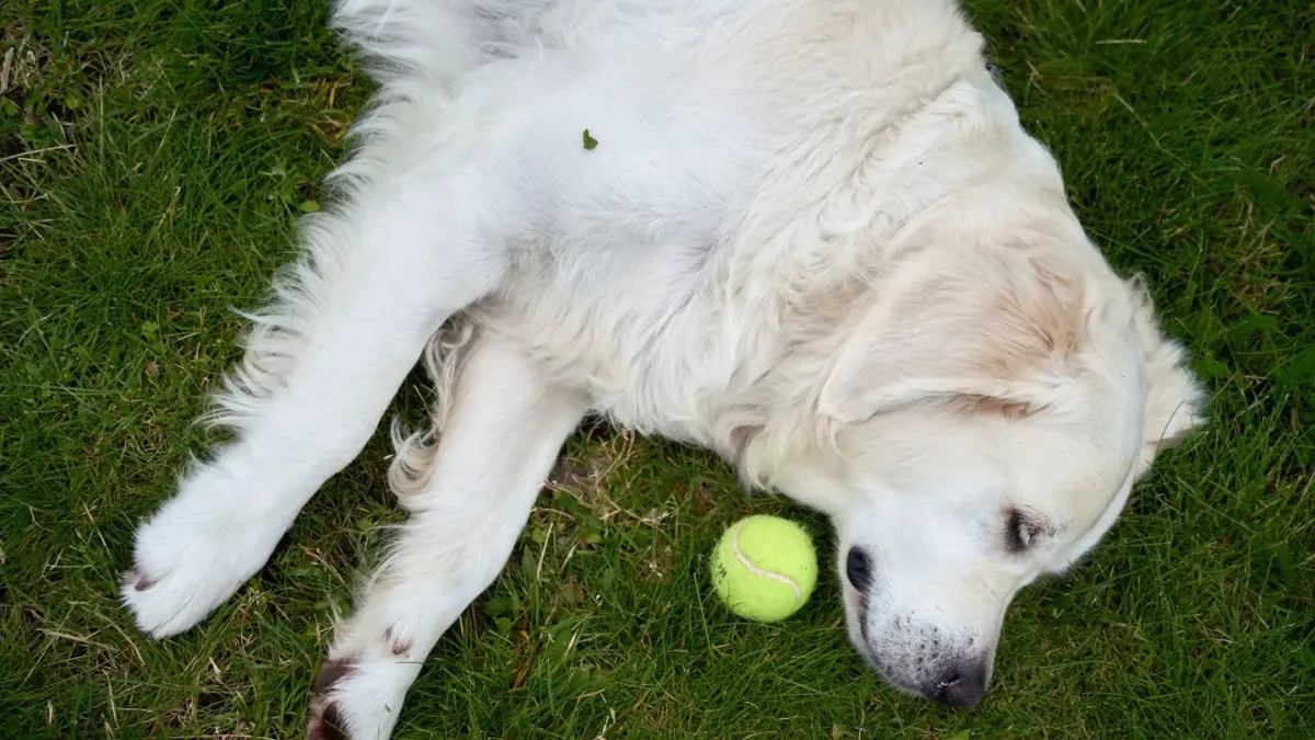 Golden retriever portrait