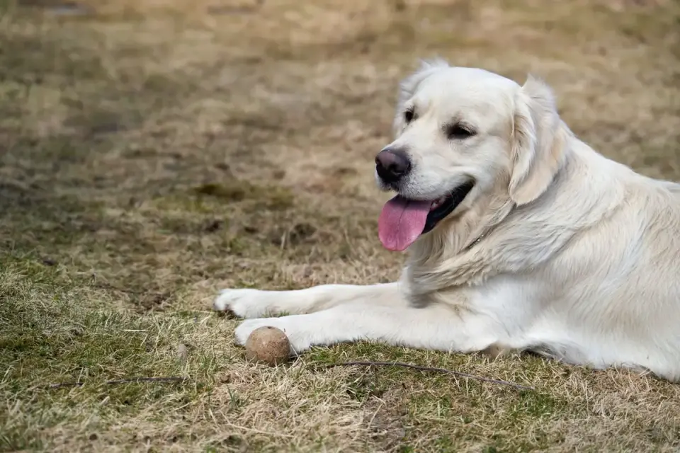 Golden retriever portrait