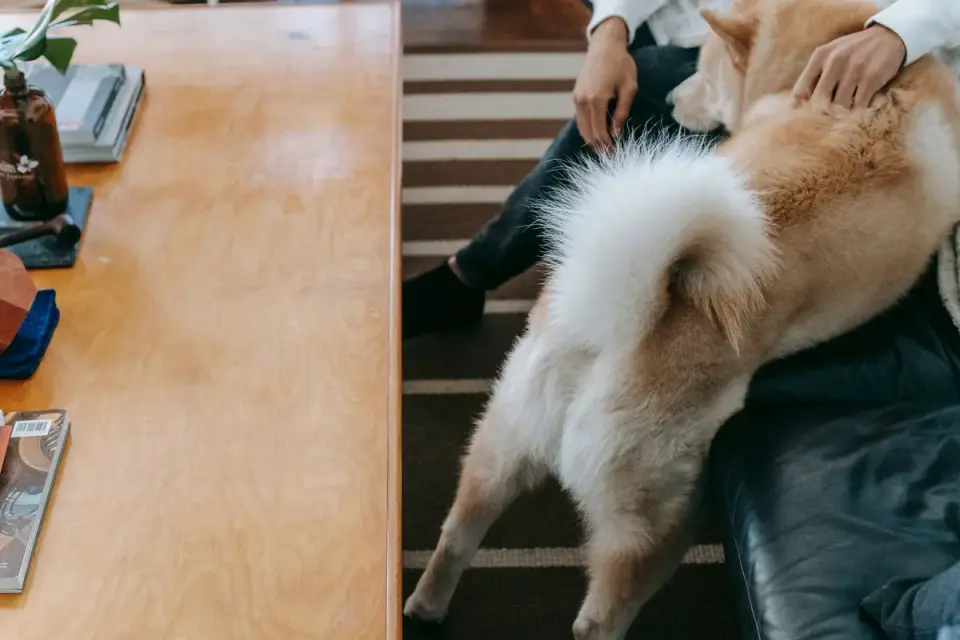 Goldendoodle resting calmly against its owner on a couch
