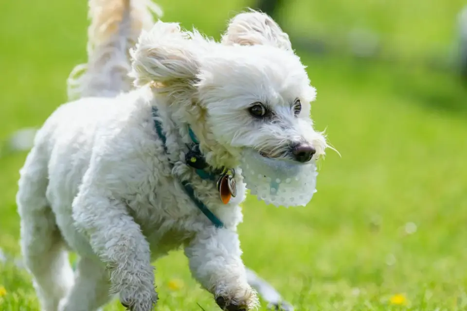 Labradoodle running across a lawn carrying a tennis ball