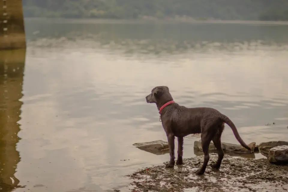 Labrador retriever outdoors