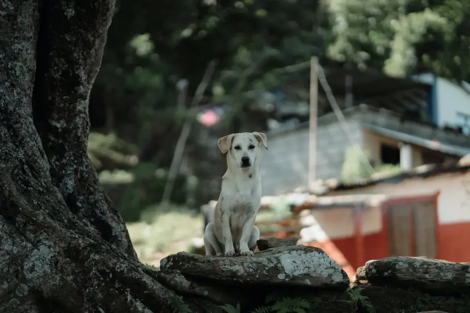 Labrador retriever outdoors