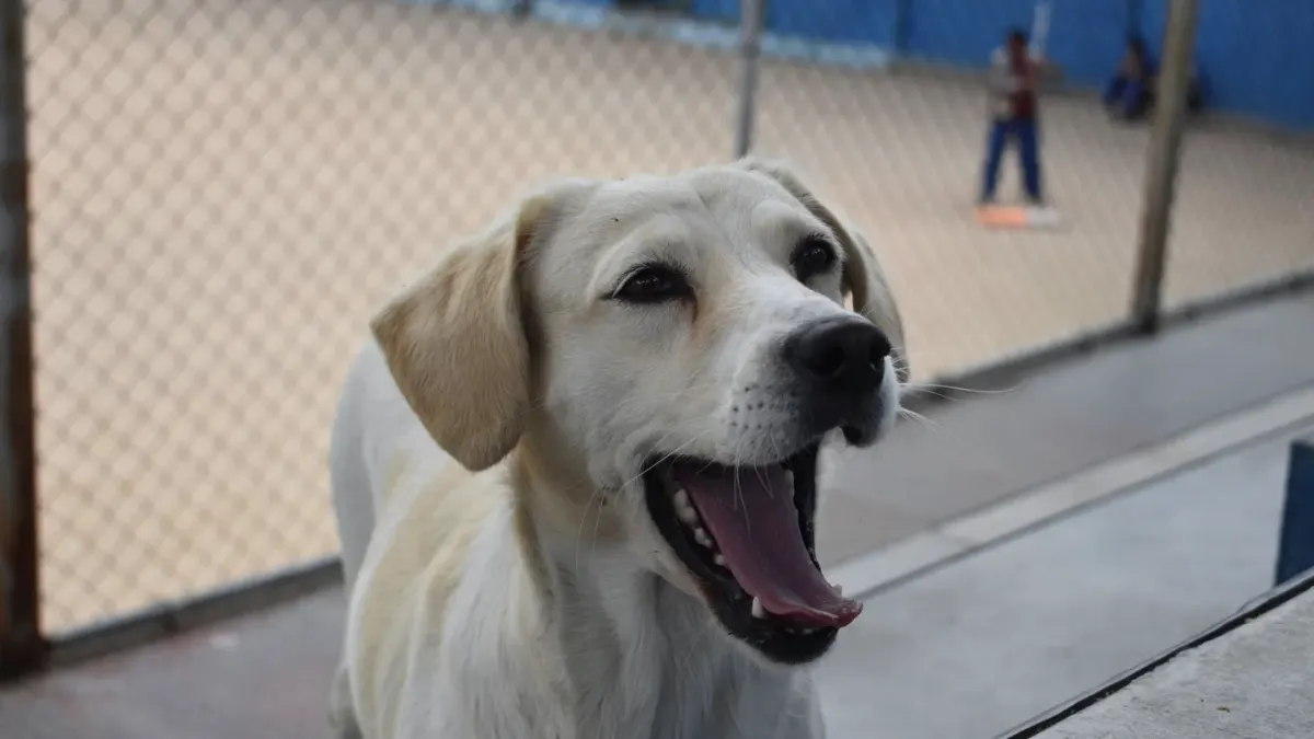 Labrador retriever outdoors