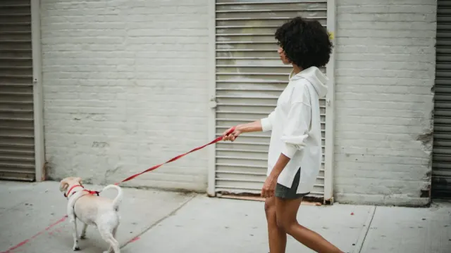 Medium-sized dog walking on a leash along a neighborhood sidewalk