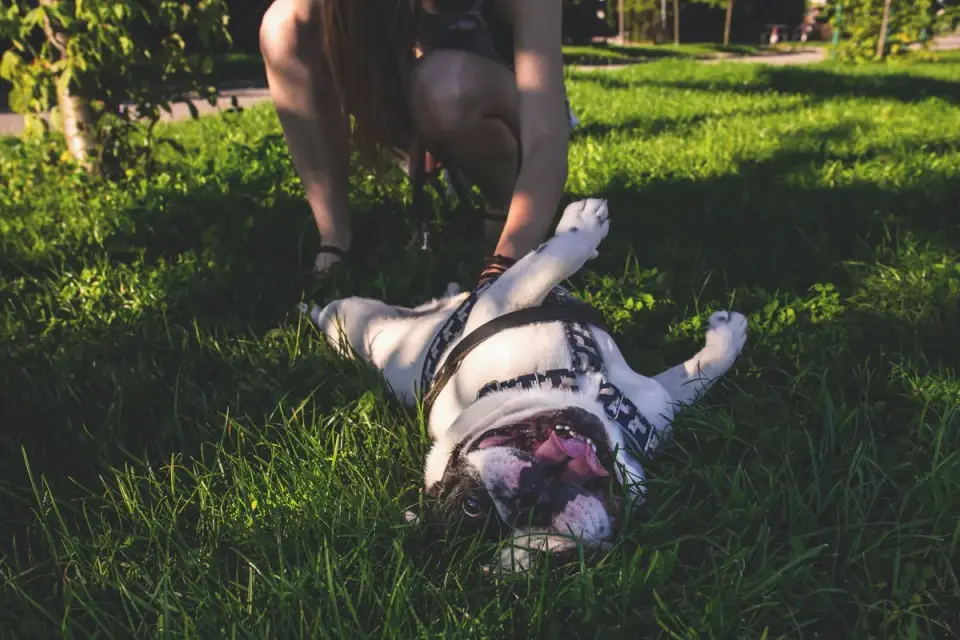 Older dog owner park