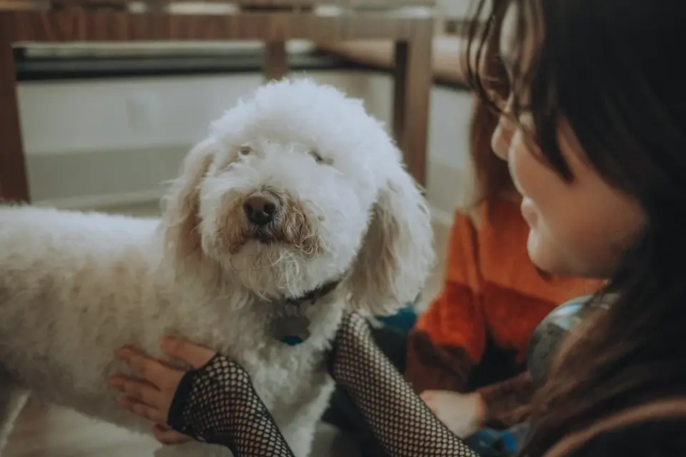 Owner handing a soft chew treat to a dog in a home kitchen