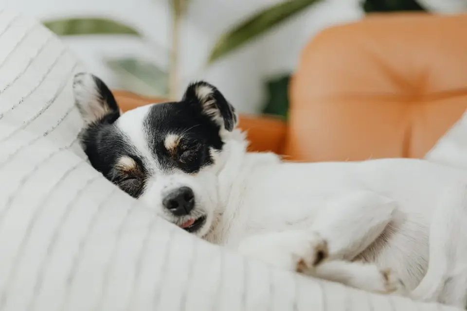 Owner offering a soft chew treat to a dog before a stressful event