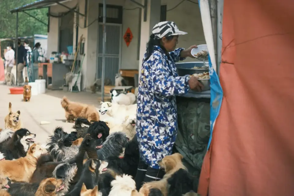 Owner pouring a liquid supplement over a bowl of dog food