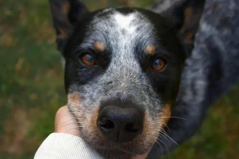 Owner's hand offering a soft chew to a senior dog