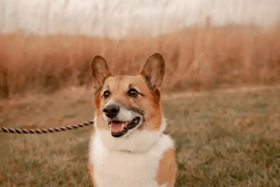 Pembroke Welsh Corgi running across a grassy yard
