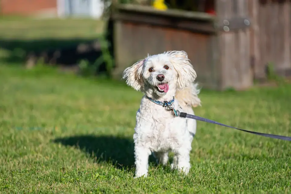 Poodle portrait