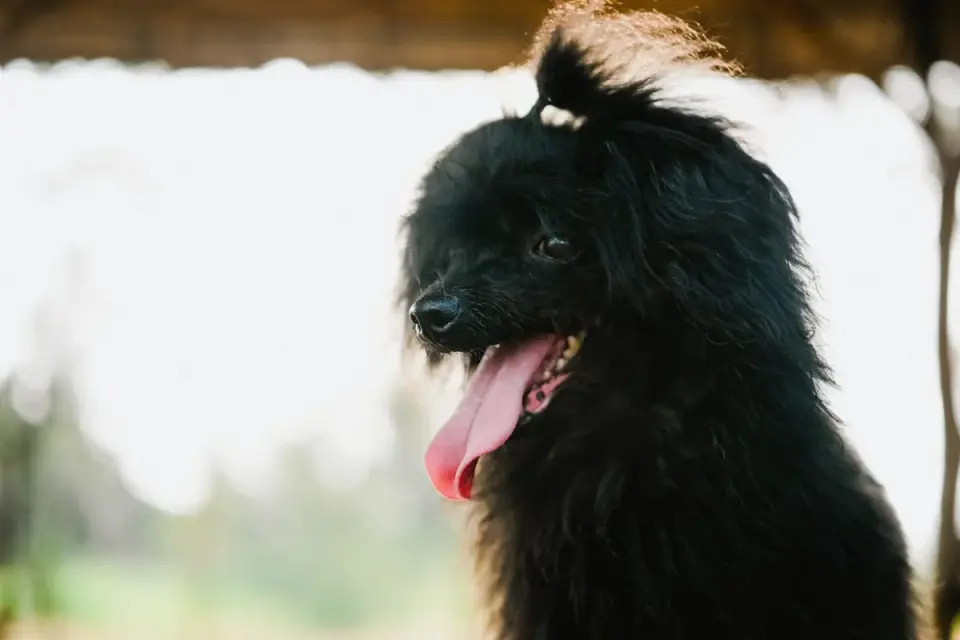 Poodle portrait