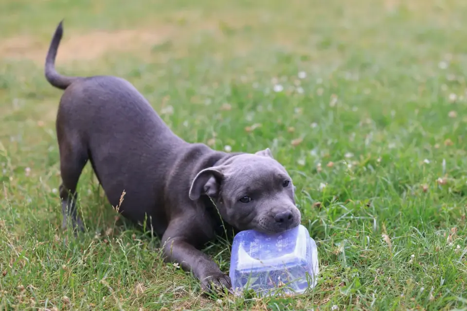 Puppy chewing on a rubber chew toy rather than a person's hand