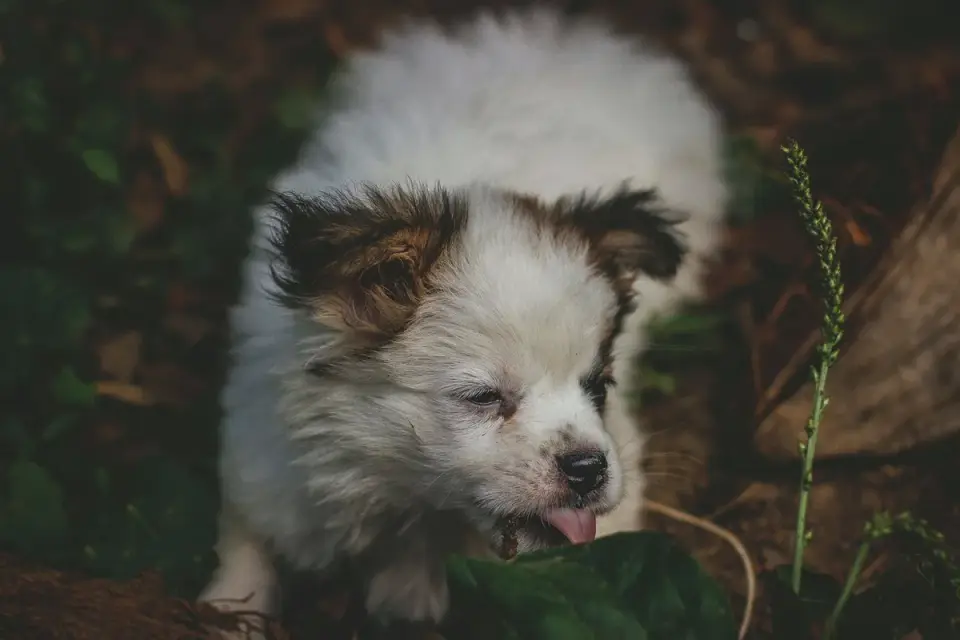 Puppy eating from a bowl