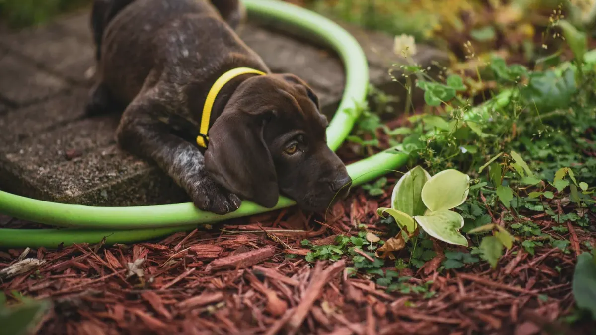 Puppy eating from a bowl