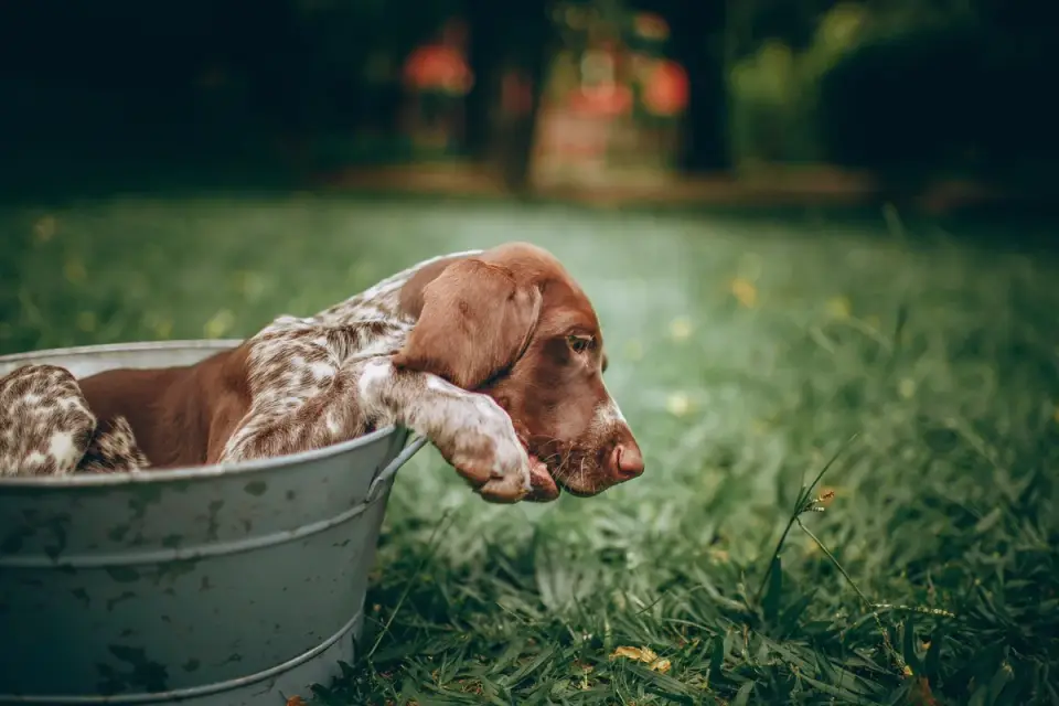 Puppy eating from a bowl