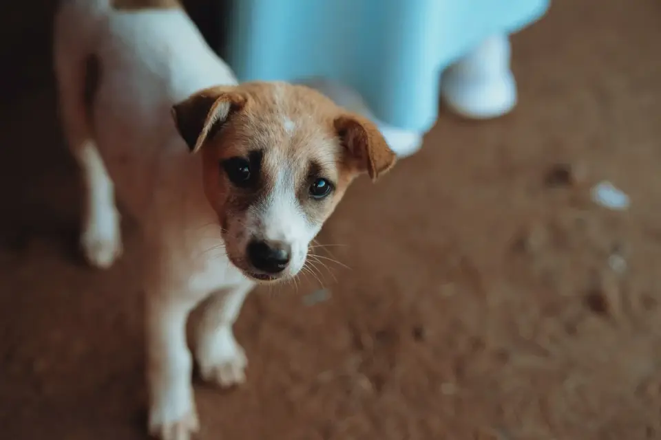 Puppy eating from a bowl