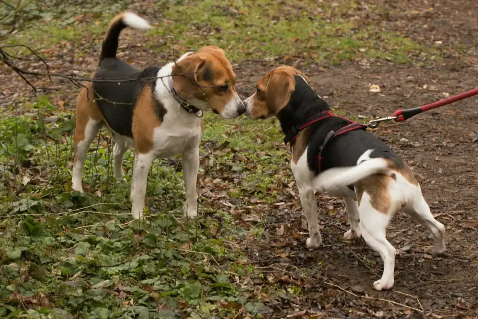 Senior Beagle sniffing at a food bowl with a supplement mixed into the meal