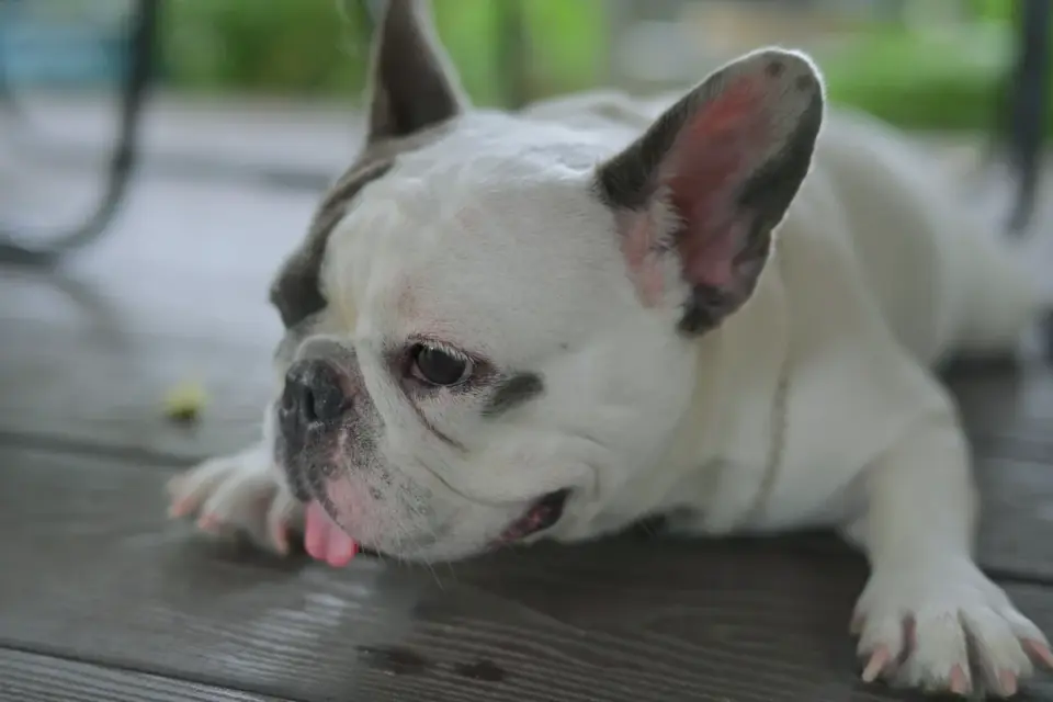 Senior dog lying down and resting on a porch after a walk