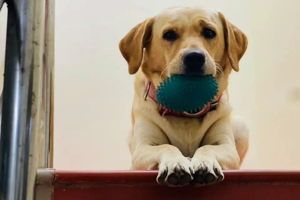 Senior dog pausing partway up a staircase at home