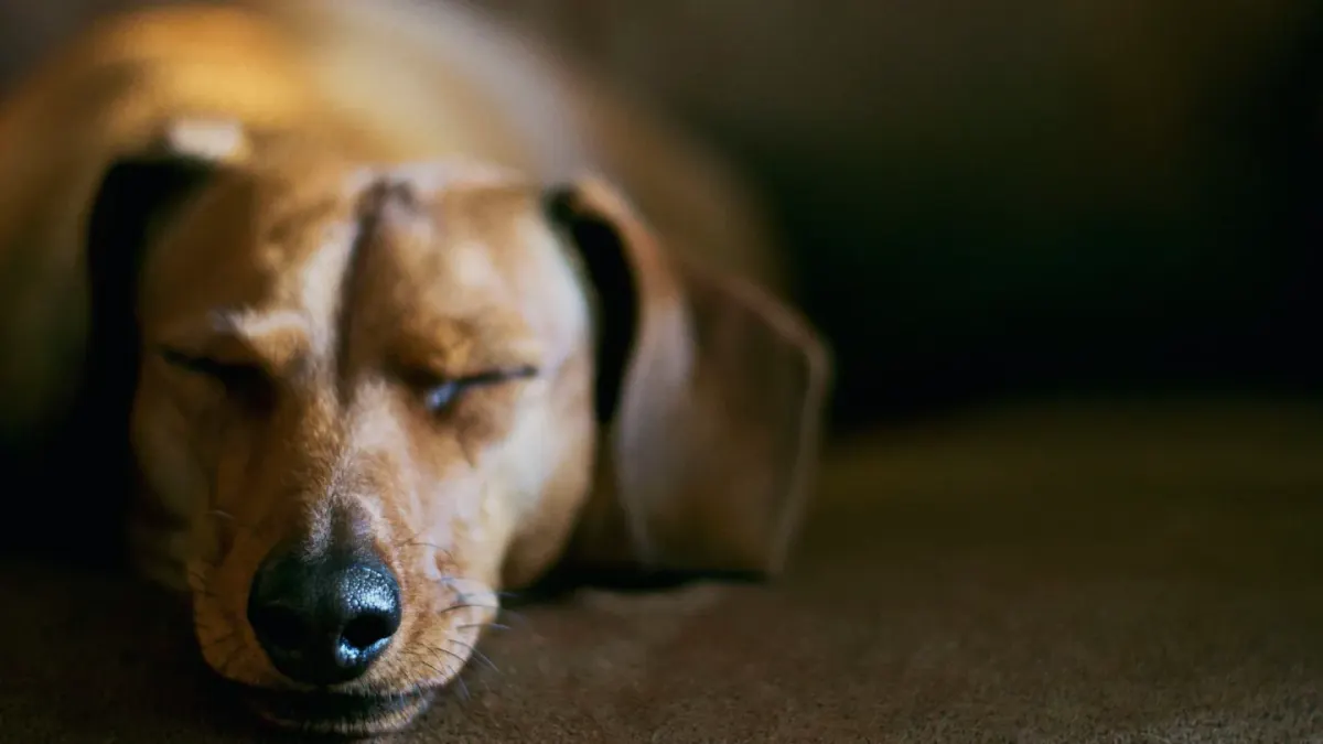 Senior dog resting at home