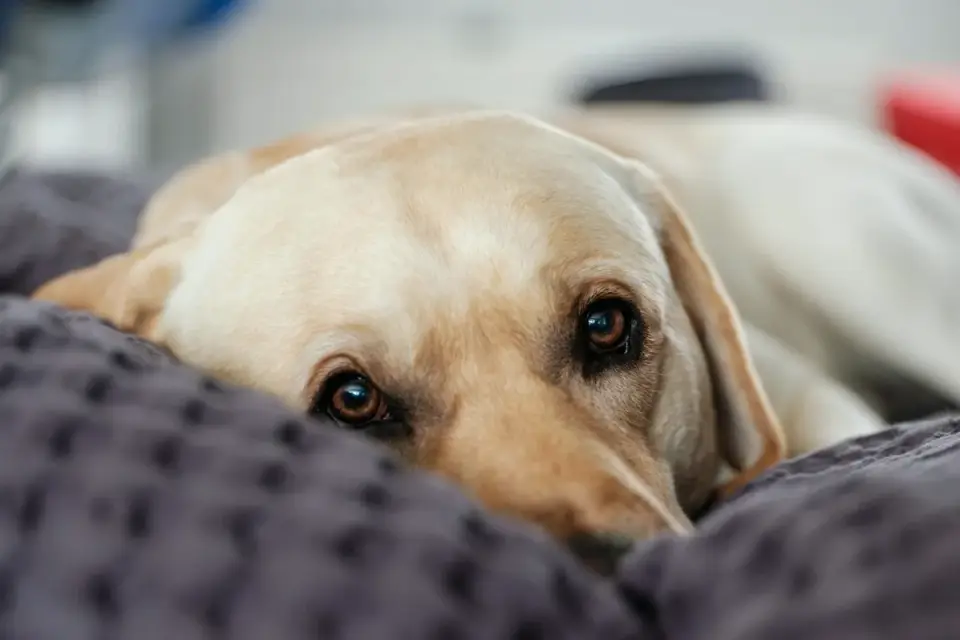 Senior dog resting at home