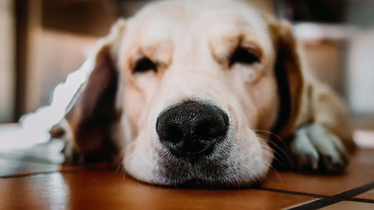 Senior dog resting at home