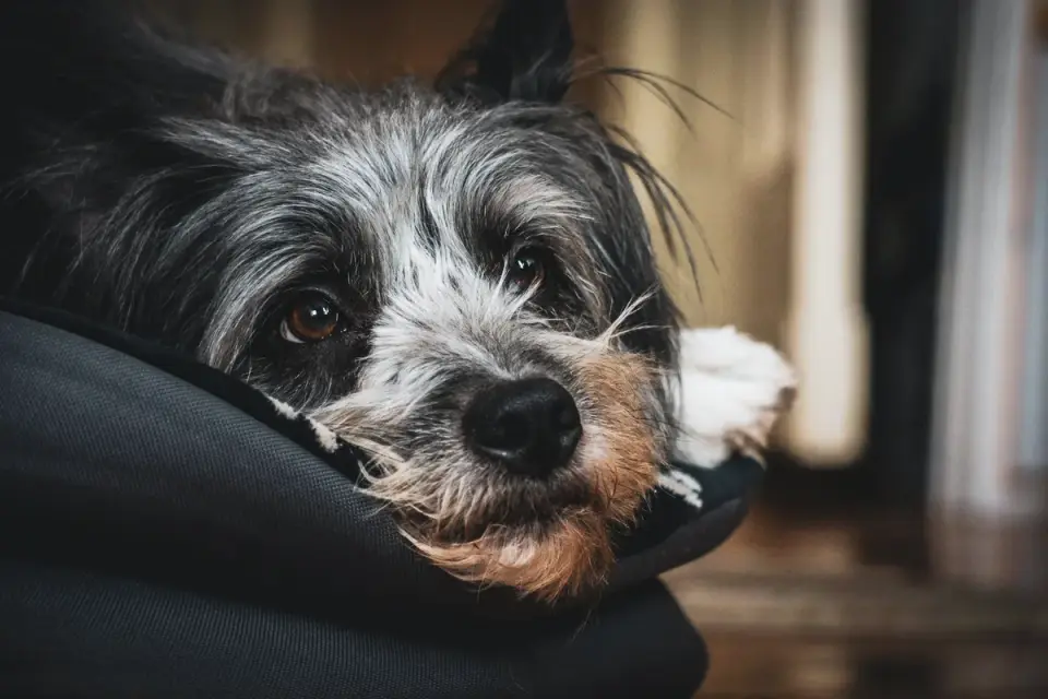 Senior dog resting at home