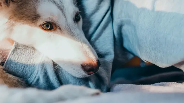 Senior dog resting at home