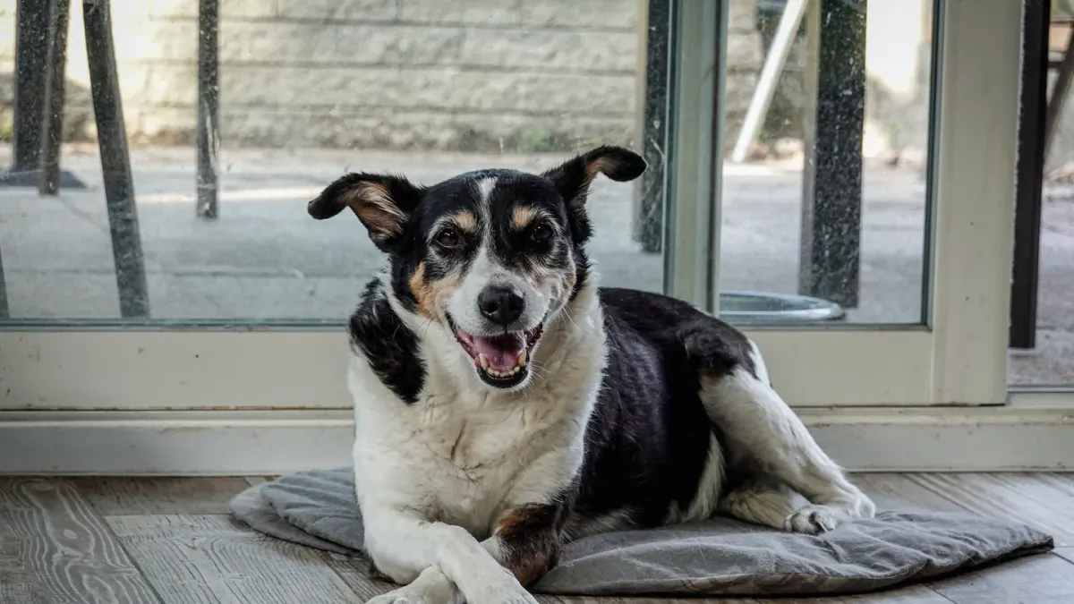 Senior dog resting at home
