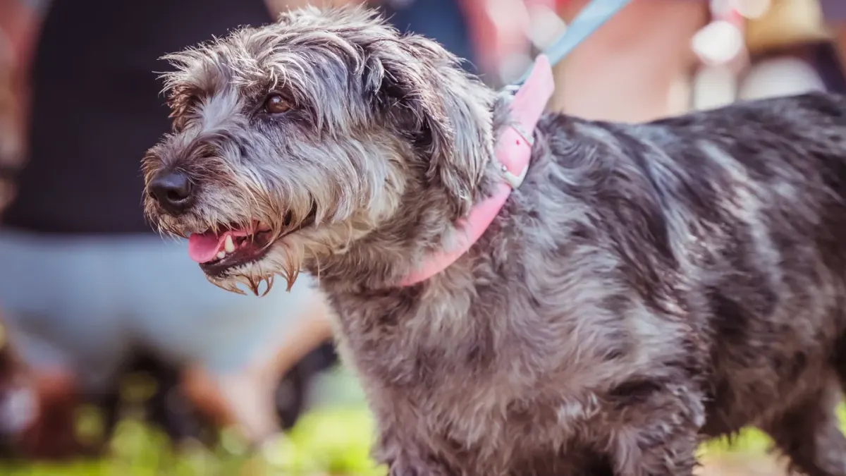 Senior dog walking outdoors