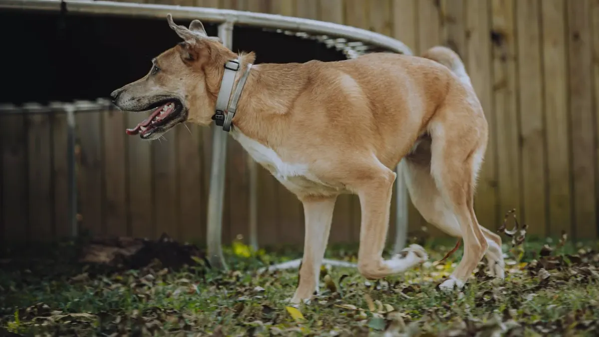 Senior dog walking outdoors