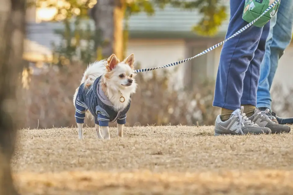 Senior dog walking with an owner