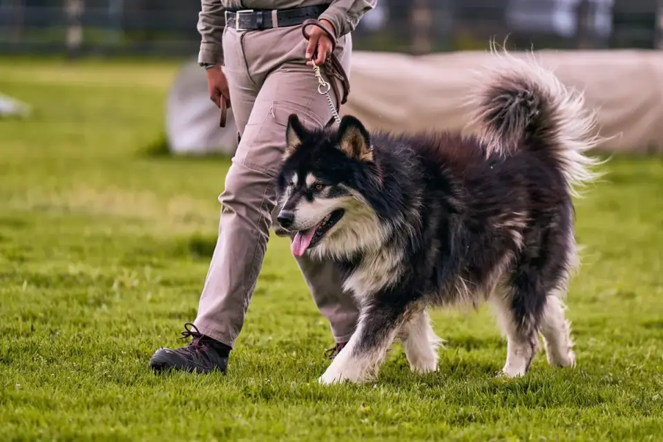Senior dog walking with an owner