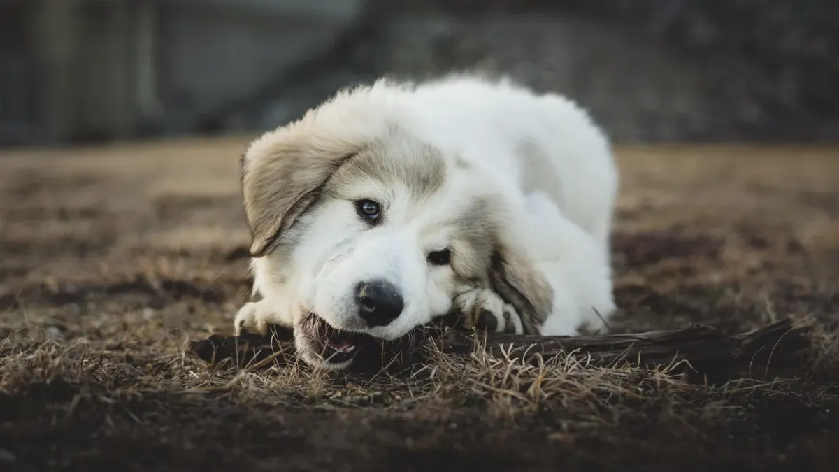 Senior golden retriever lying on a kitchen floor working on a chew