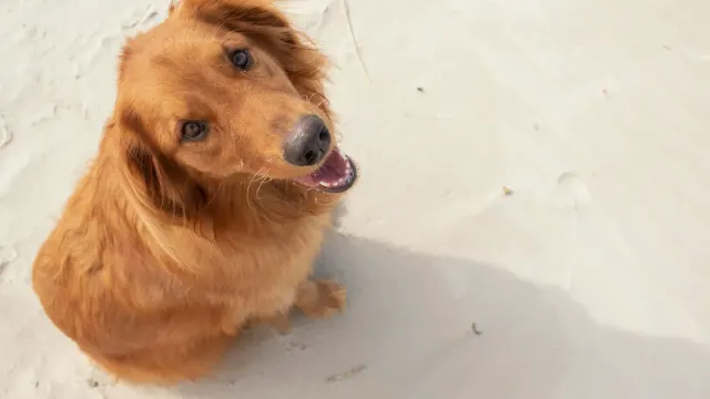 Senior golden retriever standing at the base of a staircase, weight shifted off one hip