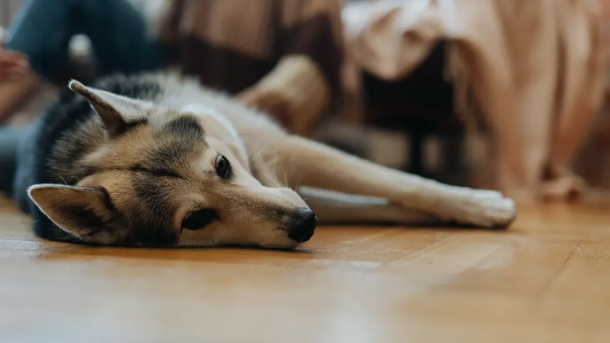 Siberian husky resting on a tile floor beside an open window