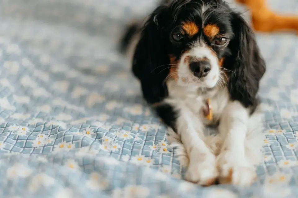 Small spaniel standing on hind legs looking at food left on a kitchen counter