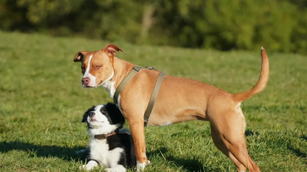 Two dogs facing each other, one dropped into a play bow with front legs stretched forward